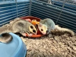 2 male sugar gliders