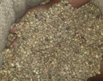 Robusta Coffee Beans for Sale Coffee Beans for Espresso Brewing Bulk Supply