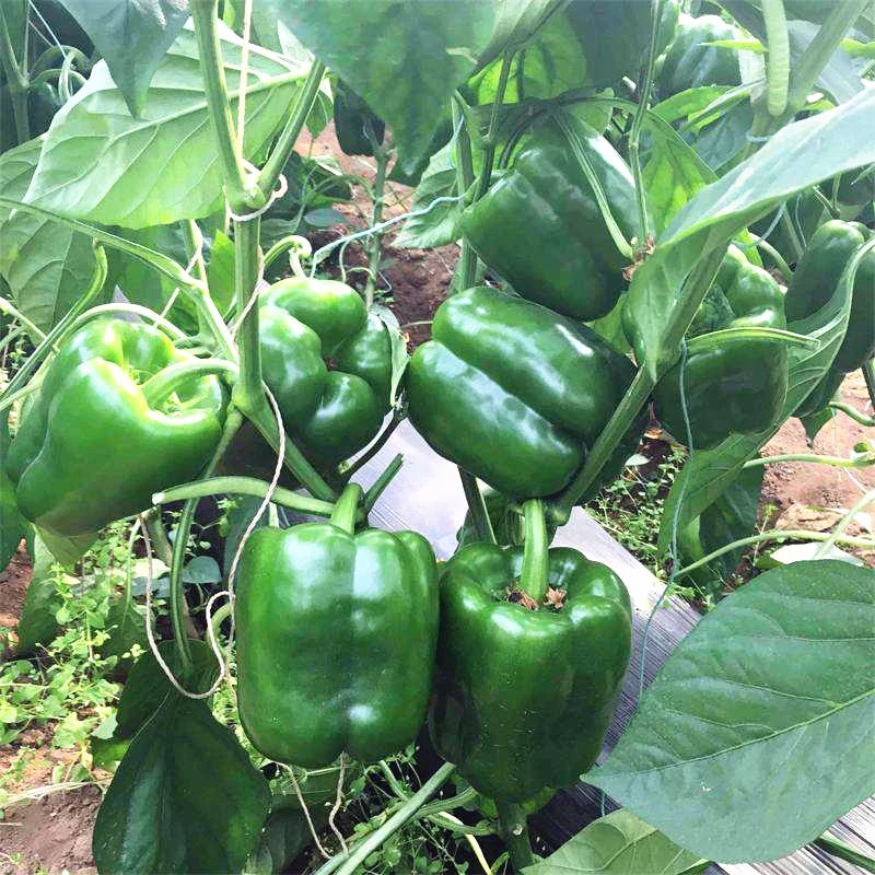 2021 Fresh Green Round Chilli Seeds Heirloom Vegetable Seeds For Planting