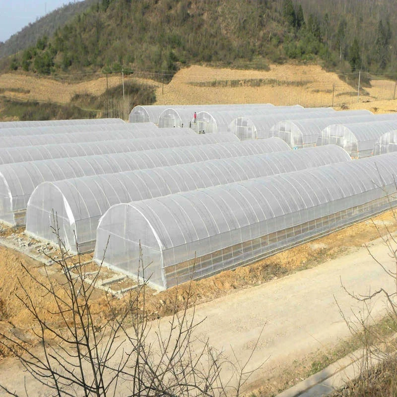Agricultural Tunnel Greenhouses For Tomatoes