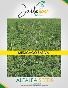 Alfalfa ( medicago sativa ) Seeds