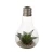 Import Artificial Succulent  plants wholesale artificial ornamental plants in glass jar pot for Decoration from China