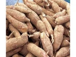 Best Fresh Tapioca / Cassava for you - +84-845-639-639 (Whatsapp)