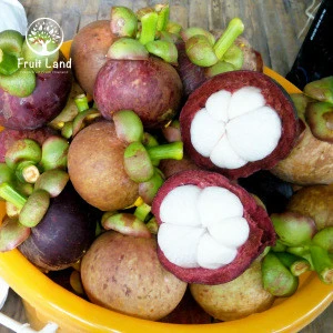 Best Quality Fresh and Delicious Mangosteen from Chantaburi, Thailand