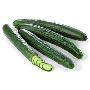 BIG Sales of Fresh and Tasty Cucumber from Viet Nam