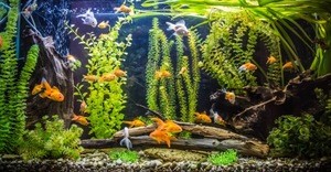 Biological product for healthy and active aquarium fishes