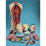 Biology Teaching Aids 65cm Human Torso Model