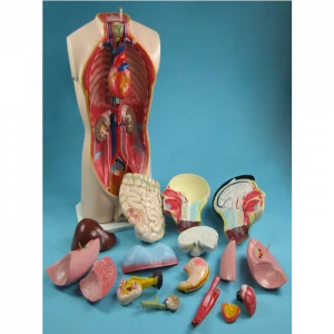 Biology Teaching Aids 65cm Human Torso Model
