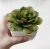 Import BP005 Artificial flowers plants live succulent plants from China