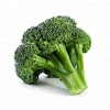 Broccoli Wholesale Prices / Export Price Of Broccoli / Fresh Indian Broccoli