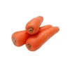 Bulk Cheap Fresh Carrot