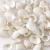 Import Bulk Natural Shells DIY Crafts Seashells With Holes from China