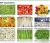 Import Chinese hot sales product new crop 2015 Frozen IQF red/green bell pepper good quality best price from China