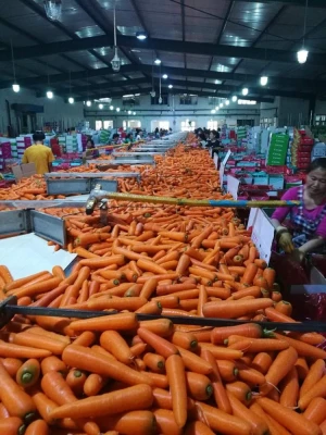 Chinese red fresh carrot price/ dried carrot