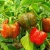 Import Color Capsicum, Fresh Whole Sweet Pepper , top quality, and reasonable prices in Germany. from Germany