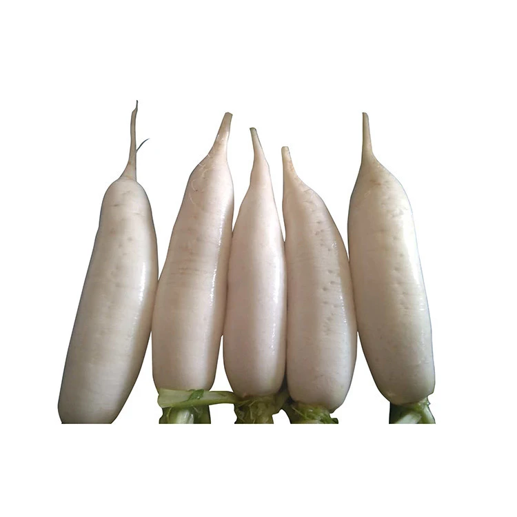 Direct selling white radish that regulates the stomach and promotes digestion