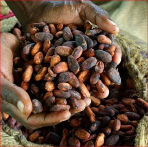 Dried Raw Cocoa Beans