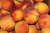 Import Egypt Desert Baladi Sweet fresh peach fruit for sale from Egypt