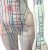 Import English code 48cm high female acupuncture human body model from China