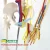 Import ENOVO-12367, Medical Science 85cm Skeleton with Nerves Blood Vessels for School Education, Anatomical Skeleton from China