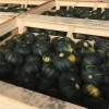 Exported good quality all natural Fresh pumpkin
