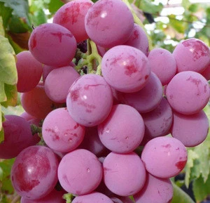 fresh & Frozen Sweet Seedless Grapes at Supplier Prices
