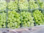 Fresh Grapes for sale / Fresh Globe Grapes for sale