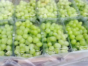 Fresh Grapes for sale / Fresh Globe Grapes for sale