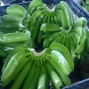 Fresh Green Cavendish Banana Best Quality
