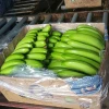 Fresh Green Cavendish Bananas quality