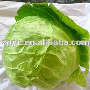 Fresh green chinese cabbage china origin small cabbage