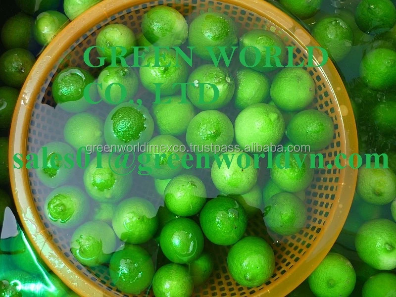 Fresh green seedless lime, good quality with good price from best supplier
