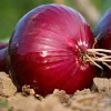Fresh High Quality Red Onion