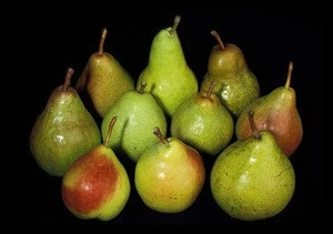 Fresh Sweet pears