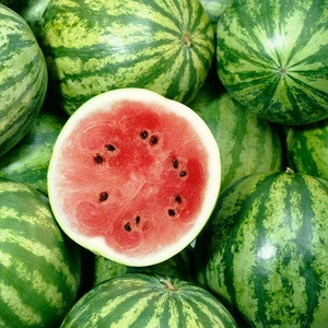 Fresh Water Melon for Sales