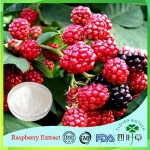 GMP Standard Manufacture Supply palm leaf Raspberry Fruit Ketone Powder, Raspberry Extract