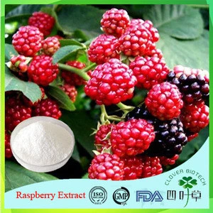 GMP Standard Manufacture Supply palm leaf Raspberry Fruit Ketone Powder, Raspberry Extract