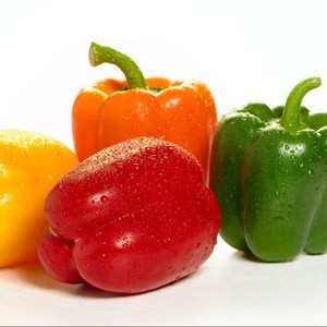 Good Brand Color Capsicums Fresh Bell Peppers For Low Price
