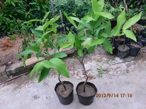 Good price Mango seedlings H20cm to H100 cm