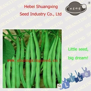 Good quality vegetable seeds SX Kidney Bean Seeds No.1409