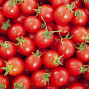 GRADE A Fresh Red Farm Harvested Tomatoes for sale