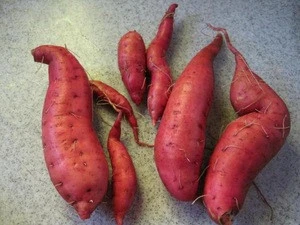Grade A Sweet potatoes / Fresh Sweet Potatoes/dark purple skin, purple / creamy flesh/FROZEN SWEET POTATO