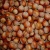 Import HazelNut suppliers Hazelnut kernels/Hazelnut in shell/ Organic from Germany