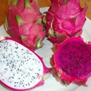 High Purity Dragon Fruit Powder Extract From Fresh Dragon Fruit