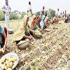 High quality 100% Organic fresh Potatoes from Bangladesh