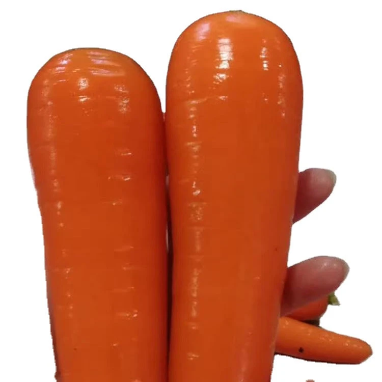 high quality carrots for export fresh carrot in hot sale
