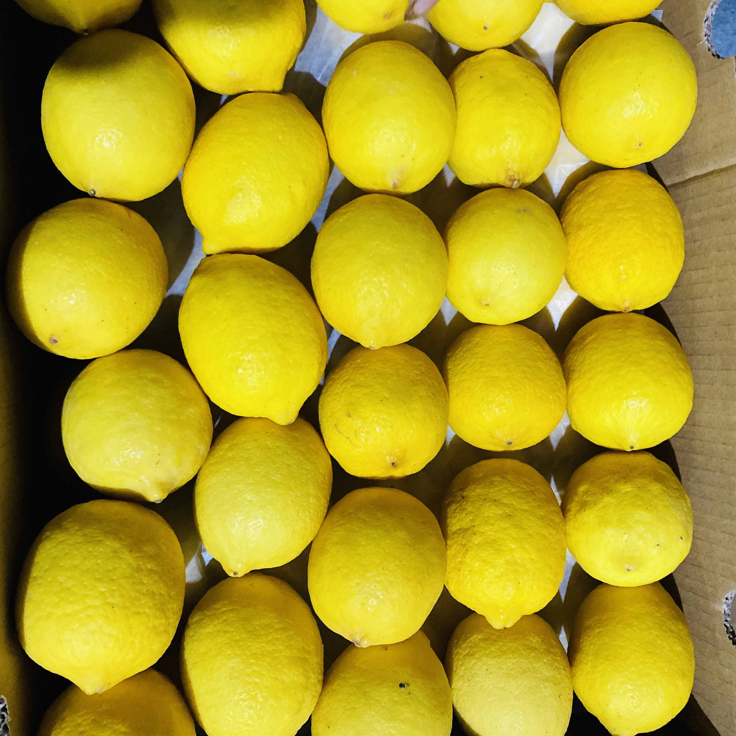 High quality Fresh Lemon limon fresh for Drinks