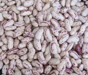 High Quality Light Speckled Kidney Beans, Pinto Beans