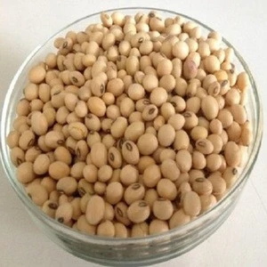 High quality soyabean for oil , soybean , Soybean Seeds