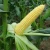 Import High quality usa canned foods canned sweet corn from China